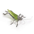 Decorative Green Grasshopper